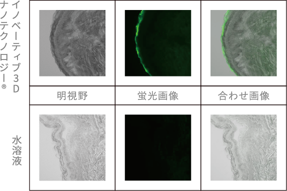 サンプル添加24時間後の皮膚の様子 スケールバー 50μm